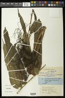 Image result for Coniogramme africana