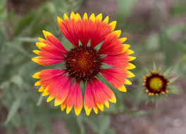 Flowers of india by color. Gaillardia Pulchella Wikipedia