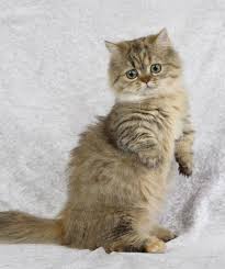 New Unusual Cat Breeds Cat Breeds Napoleon Cat Munchkin Cat