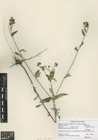 Image result for Gutenbergia cordifolia