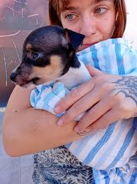 Association for Abandoned Animals