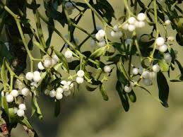 Tinsel is one of the more fun christmas decorations. 9 Gorgeous Decorative Christmas Plants Classic To Chic