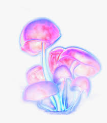Transparent Mushroom Png Trippy Mushroom Transparent Png Download Kindpng Try to search more transparent images related to cloud png |. trippy mushroom transparent png