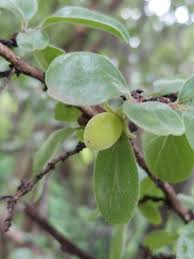 Image result for Dovyalis zeyheri