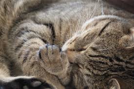 Fish oil, flax seed and several strains of probiotics join forces to help fluffy pass hair before it comes a hairball, in addition to breaking up existing recommended for cats that suffer with hairballs. Help How Can I Stop My Cat Getting Hairballs