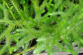 Image result for Lycopodium