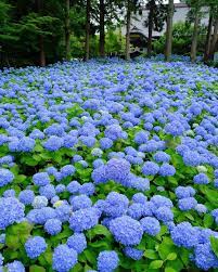 What goes well with hydrangeas? Unshoji Temple Oga Akita Japan Travel Tourist Attraction Sightseeing Spots Superb Views Fl Beautiful Gardens Hydrangea Landscaping Beautiful Hydrangeas