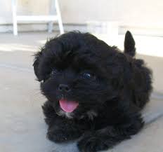 Pin By Stefanie Zock On Future Puppies For Andy And Stefanie Shipoo Puppies Shih Poo Puppies Cute Dogs