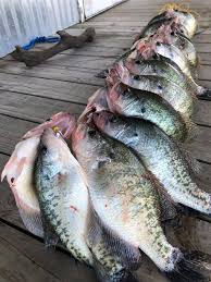 Colorado parks and wildlife is a nationally recognized leader in conservation, outdoor recreation and wildlife management. Kansas Is Cutting The Price For Daily Fishing Licenses But Another Change Could Cost Youth Anglers Extra