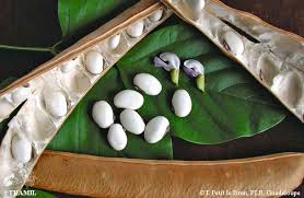 Image result for Canavalia ensiformis