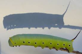 Snowberry Clearwing Caterpillar What S That Bug