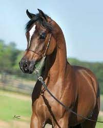 58 The Beautiful Horses Of Talaria Farms Ideas Beautiful Arabian Horses Arabian Horse Beautiful Horses