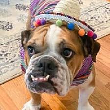 New and used items, cars, real estate, jobs, services, vacation rentals and more virtually anywhere in ontario. Florida English Bulldog Rescue In Odessa Florida