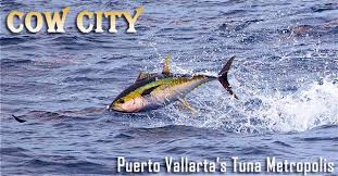 Cow City Puerto Vallartas Tuna Metropolis Pelagic Gear