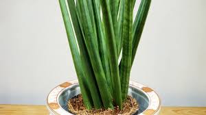 Berbeda dengan tanaman jenis lain, tanaman hias bisa membuat bangunan, taman, kolam, bahkan dekorasi suatu tempat menjadi lebih indah. Jenis Sansevieria Mahal Dan Langka Jenis Net
