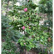 Camellia Japonica Debutante Japonica Plants Camellia