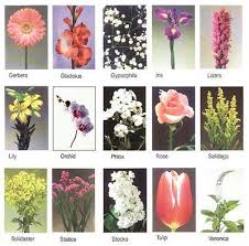 Apart from each of the names of flowers being imbued with symbolism such as romance or sympathy or affection, all flowers express specific phrases as well. Flower Names Flower Images With Name Tropical Artificial Flowers All Flowers Name