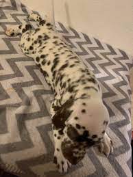 Dalmatian Puppies For Sale Las Vegas Nv Dalmatian Puppies For Sale Dalmatian Puppy Dalmatian Puppy For Sale