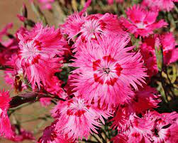 How To Grow Dianthus