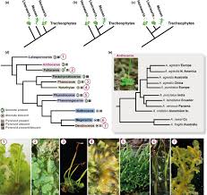 Check spelling or type a new query. The Hornworts Morphology Evolution And Development Frangedakis 2021 New Phytologist Wiley Online Library
