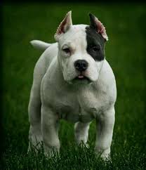 dogo argentino dog argentino puppies and kitties dogs