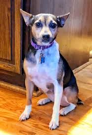 Anxious 8-year-old lab/spaniel mix for adoption