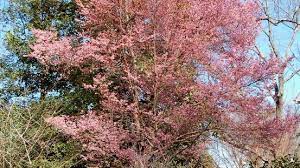 We did not find results for: Spring Cheer Okame Cherry Sends Winter On Its Way