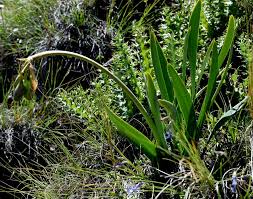 Image result for Limosella capensis