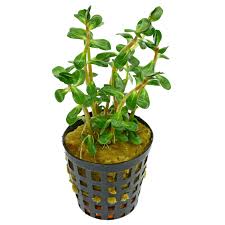 Image result for Rotala capensis