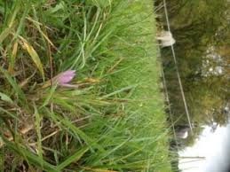 Ich biete bestes heu in quaderballen zum verkauf. Rinder An Herbstzeitlosen Verendet