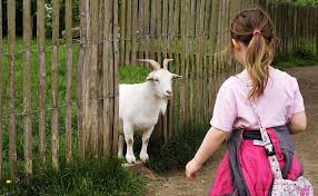 Comment Elever Des Chevres Naines Conseils Et Bonnes Pratiques