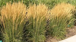 Pruning karl foerster reed grass is quick. Plant Of The Month Karl Foerster Feather Reed Grass Gelderman Landscape Services