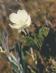 Image result for Rubus kirungensis