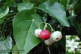Image result for Hernandiaceae