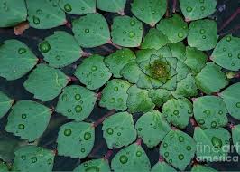 Image result for Trapa natans