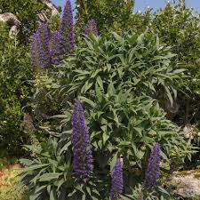 Image result for Echium