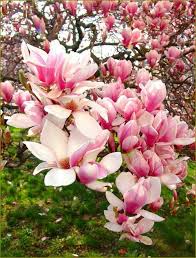 Pin Van Sharar Op Magnolia Bloemenboom Bomentuin Magnolia Bomen