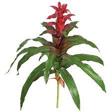 See more ideas about tropical flowers, flowers, tropical. 30 Inch Artificial Red Guzmania Bromeliad Plant Unpotted P 115053