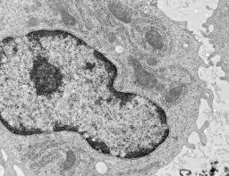 Maybe you would like to learn more about one of these? Electron Microscopy Facility Vbcf