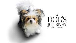 Numai că bailey nu era deloc un căţel. Cainele AdevÄƒratul Meu Prieten Videos Facebook