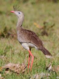 Image result for Sericorema sericea