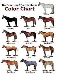 sorrel horse color the chart below shows examples of some