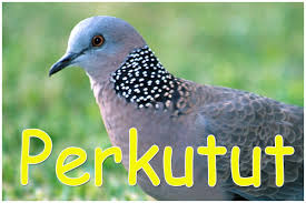Browse millions of popular android wallpapers and ringtones on zedge and personalize your phone to suit. 42 Burung Tekukur Jawa Terupdate Pojok Burung