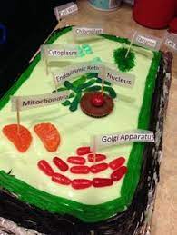 This is one of the most popular and common projects. 10 Plant Cell Project Ideas Cells Project Plant Cell Project Plant Cell