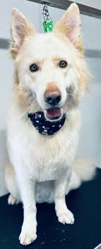 The beautiful Bear (German Shelpherd) came into the salon 💙 Such a big  softie he is with an amazing temperament 💙 He had a bath, blast/ blow-dry,  a really good de-shed, a