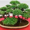 Bu bonsai ağaçlarının her birinin bakımı ve görünümü farklıdır. Https Encrypted Tbn0 Gstatic Com Images Q Tbn And9gcsxuc Vl0g4emdlzmd57k P3bojhgi956e85wavgqk Usqp Cau