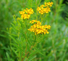 Tagetes lucida is a perennial growing to 0.8 m (2ft 7in) by 0.4 m (1ft 4in). Tarragon Mexican Tagetes Lucida Seeds Organic Strictly Medicinal Seeds