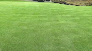 Image result for Poa annua