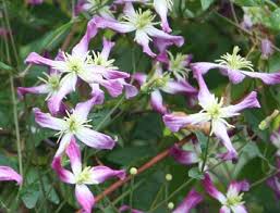 Find help & information on clematis × triternata 'rubromarginata' clematis 'rubromarginata' from the rhs. Clematis Triternata Rubromarginata Clematis Group 3 Clematis Plants Climber Plants