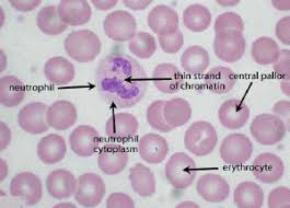 The green and red colors come from the staining of the cells with monoclonal. Untitled Document